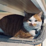 在这喝上一杯手冲，观察观察🐱们，午后时光舒服的紧[得意]