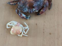 -集杰尚品海鲜烤肉自助餐厅(乳山振华店)