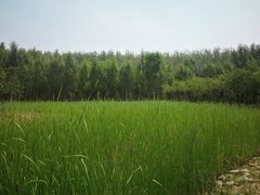-东郊湿地公园