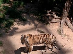 -西霞口神雕山野生动物世界