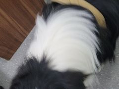 -心仪动物医院·牙专科·肿瘤·心脏科(西客站院)