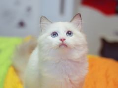 -Bastet sally猫舍购宠(静安店)