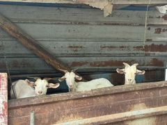 -马陆小张葡萄园农家乐