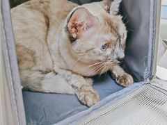 -中农国际动物医院24小时·猫科·骨科·急重症中心
