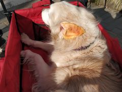 -北京赛佳动物医院