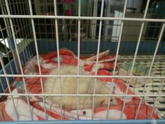 -雨林宠物医院 非犬猫异宠专科