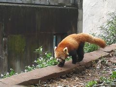 -成都大熊猫繁育研究基地