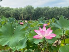 -东郊湿地公园