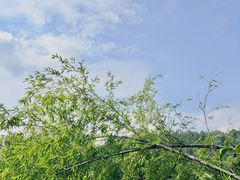 -綦江古剑山