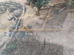 -深圳野生动物园