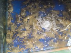 -阳澄湖大闸蟹·琼灵阁牌品牌连锁(吴中总店)