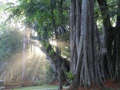 -瑞丽独树成林风景区