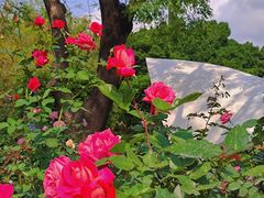 -人民公园(罗湖区)