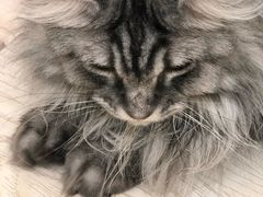 -猫和宫(六道口店)