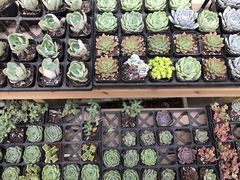 -龙大花卉苗木市场