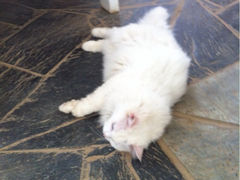 iphone_upload_pic-Anne猫窝咖啡屋