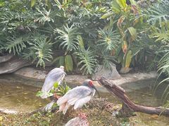 -广州长隆飞鸟乐园
