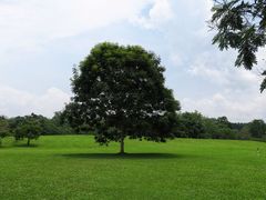 -西双版纳原始森林公园