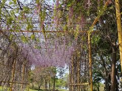 -天适樱花悠乐园