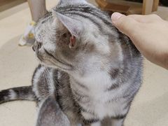 -藏猫猫咖啡主题馆(中央大道店)