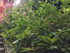-苍山感通索道