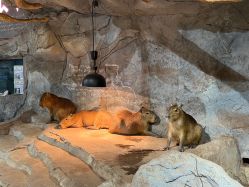 -Zoolung Zoolung动物主题公园(海信广场店)