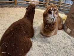 -Zoolung Zoolung动物主题公园(海信广场店)