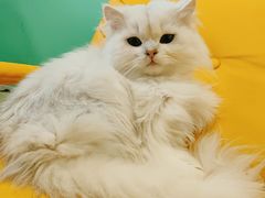 -猫在这儿猫咪咖啡馆·撸猫馆