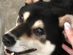 -柴犬高等学院·狗咖·柴犬售卖·宠物训练