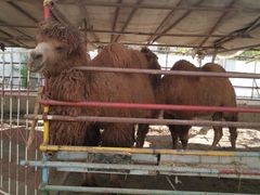 -南宫五洲植物乐园