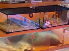 -可爱抓 COCO  GOTCHA(天津鹏欣水游城店)