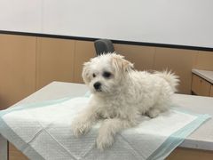 -贝利宠物医院·骨科·眼科·肿瘤转诊中心(南坪诊疗中心)