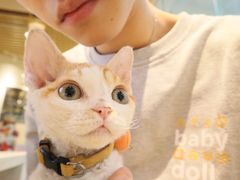 -momokira米努特·德文卷毛猫·棉花面纱犬