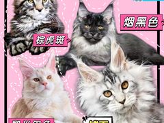 -麒麟缅因猫舍·十五年缅因猫选购中心