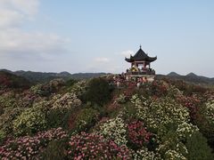 -贵州百里杜鹃风景名胜区