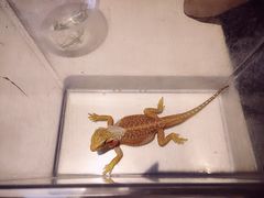-上海大自然野生昆虫馆(东方明珠·爬宠昆虫探索中心)