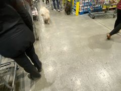 -costco(expo boulevard)