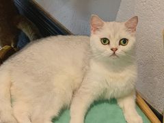 -猫色咖啡·猫咖