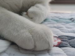 -首尔大排档