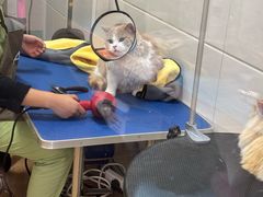 -芭比堂宠物医院·全科爱猫医院·仁德分院