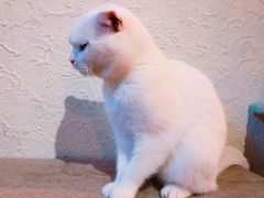 -猫咪博物馆(顶澳仔猫街店)