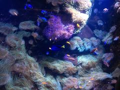 -悉尼海洋生物水族馆