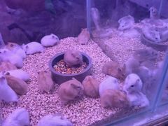 -花鸟鱼虫鲜花绿植市场(玉泉路店)