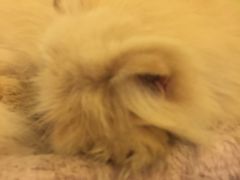 -猫色咖啡·猫咖