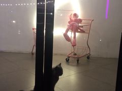 -有猫主题·治愈系猫咖(曾厝垵店)