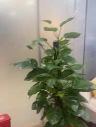 -武汉五洲整形外科医院