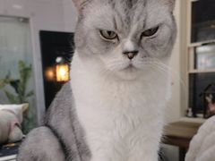 -猫小院猫主题餐厅(南锣旗舰店)