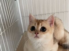-Bastet sally猫舍购宠(静安店)