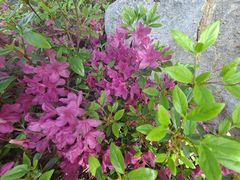 -羊亭河湿地公园