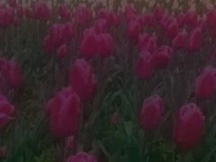 -花冠鲜花(勿忘我花店)